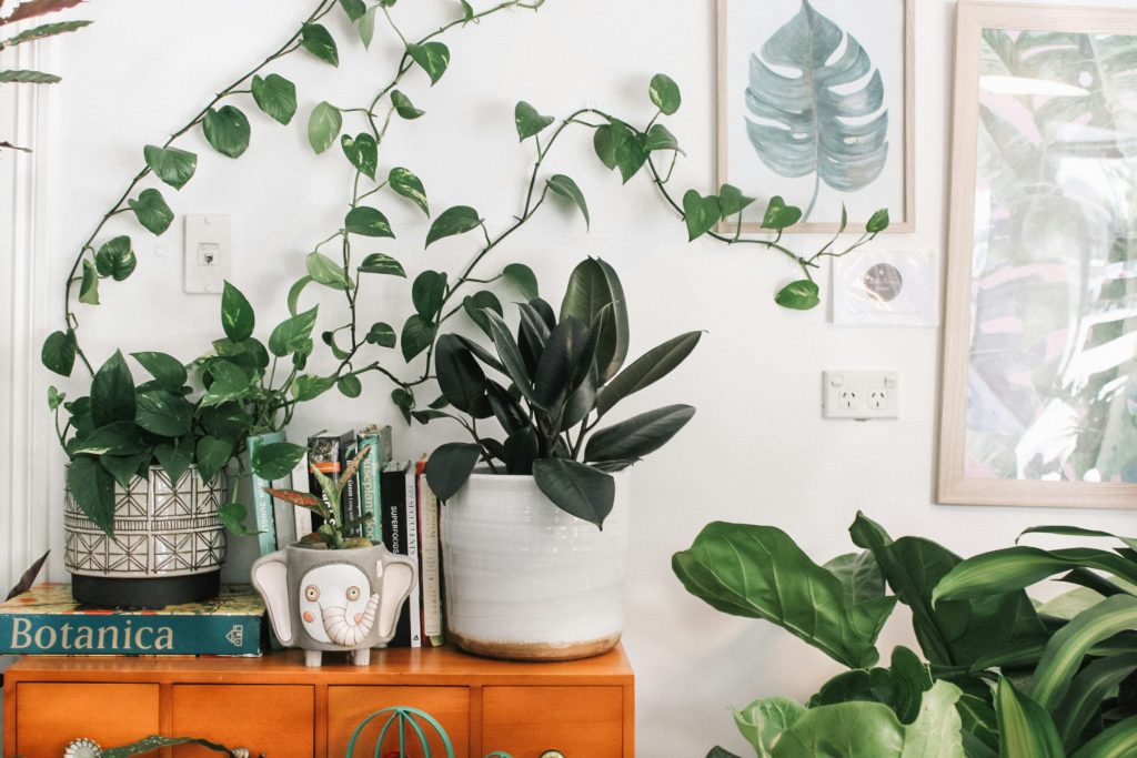 Collection of houseplants on a wooden sideboard